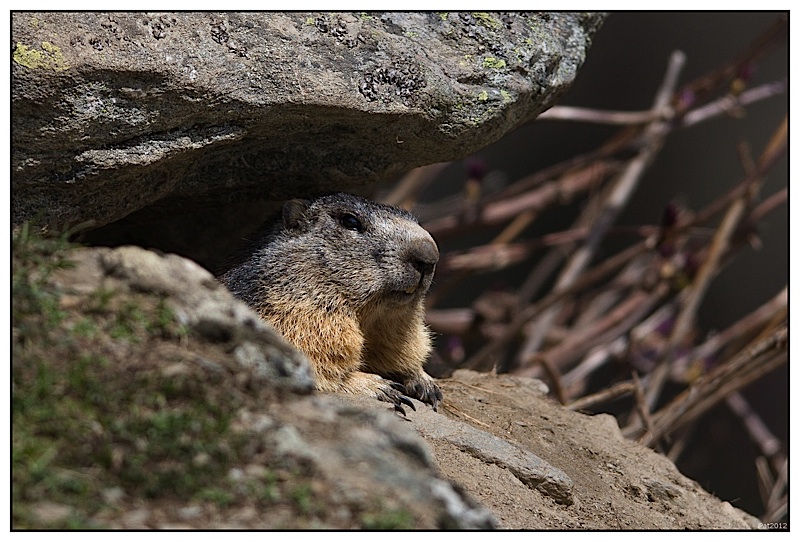 Marmottes 16