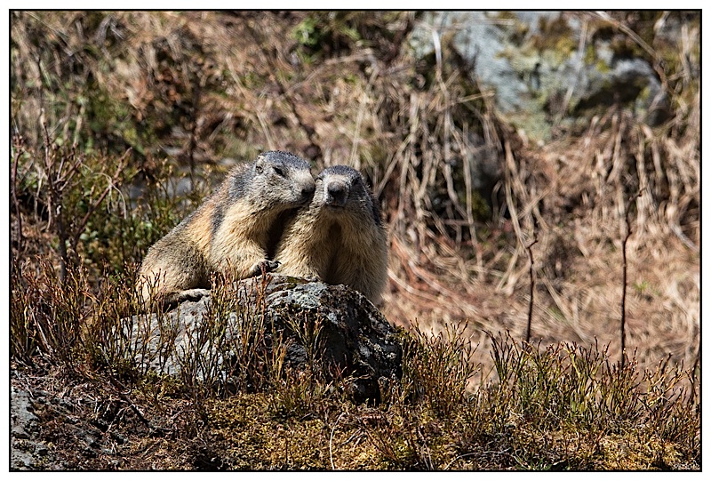 Marmottes 18