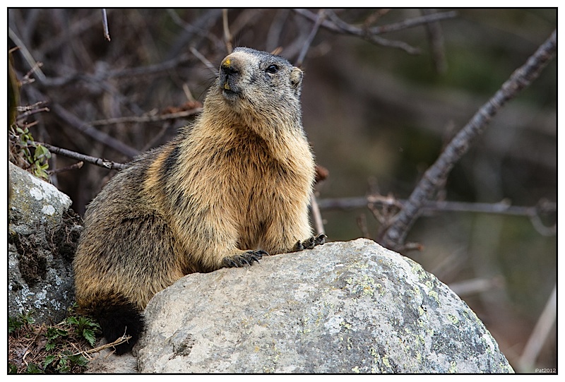 Marmottes 7